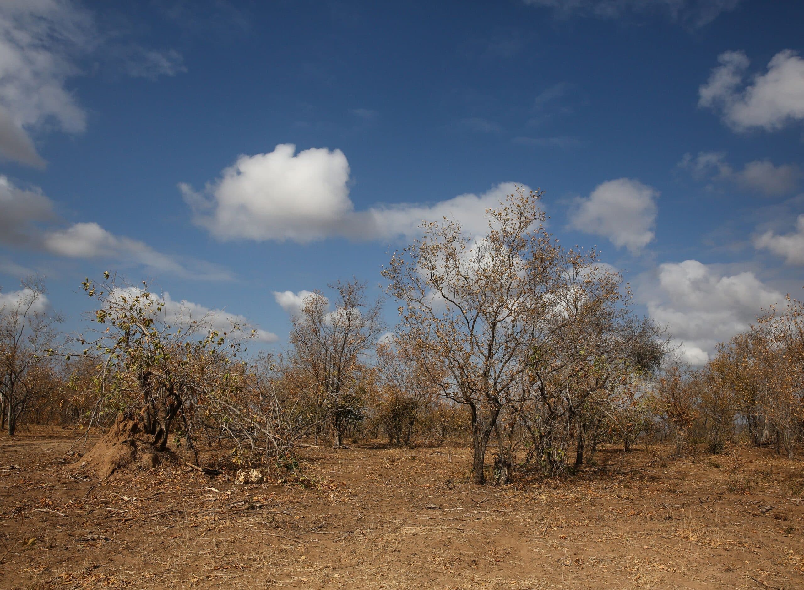 Zambia’s Climate Crisis: A Severe Drought Takes its Toll on Lives, Economies, and Mental Health